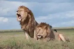 image of lions of a pride