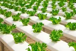 Monoculture farming with lettuce.