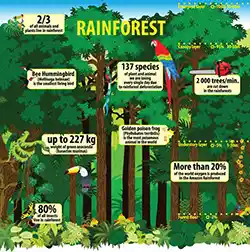 The biodiversity in a rainforest