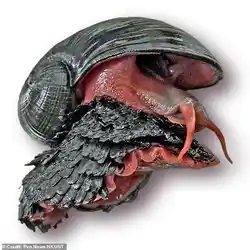 Scaly Foot Snail, an extremophile that lives in hydrothermal vents.