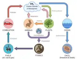 simplified layout of the carbon cycle