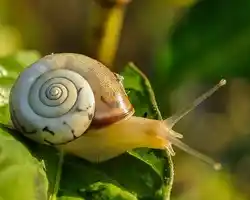 image of a snail on a leaf