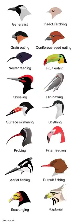 Structural adaptations showing different types of beaks for different purposes