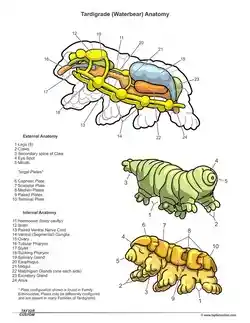 Anatomy of a Tardigrade.