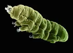 A Tardigrade, commonly known as a water bear.