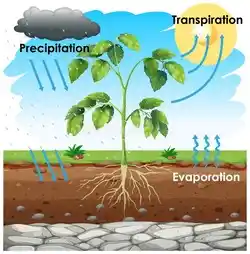 image showing the role of transpiration