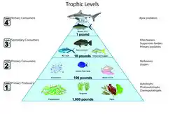 Image showing the trophic levels.