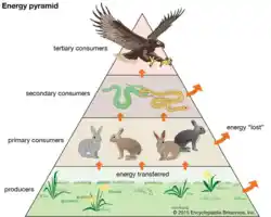 image of a trophic pyramid