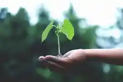 Gardening can help by being a therapeutic tool to stay healthy