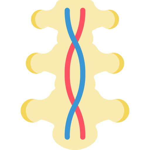 Spinal Cord icon