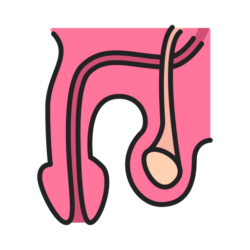 Urethra icon