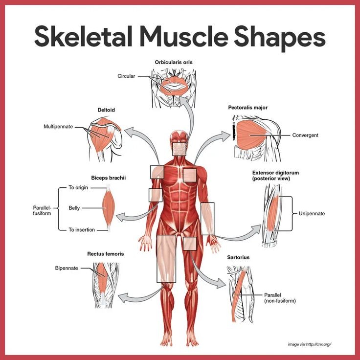 Image showing the different shapes around the body of the muscles