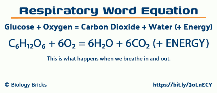 Word equation for Respiration