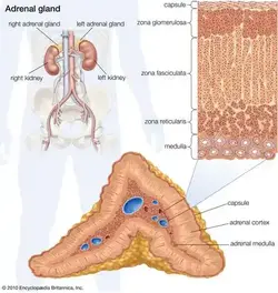 image showing the adrenal gland