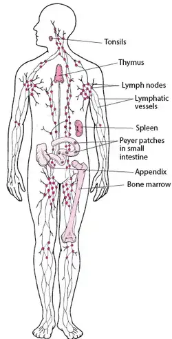 alternative image of the lymphatic system