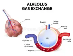 how gas exchange works in the lungs