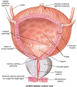 image of the bladder and its components