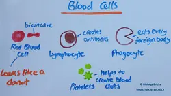 Blood cells, the different types we have