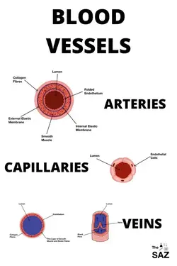 alternate image showing the different types of blood vessels in our body