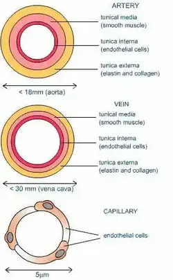 image showing the different types of blood vessels in our body