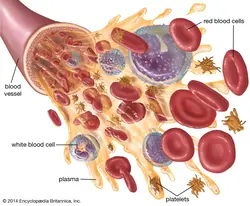 image showing a detailed look at the blood vessel and its components