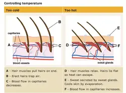 how our body controls heat and cold through our skin