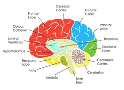 The anatomy of the brain.