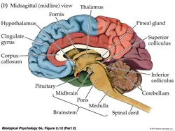 Alternative brain diagram.