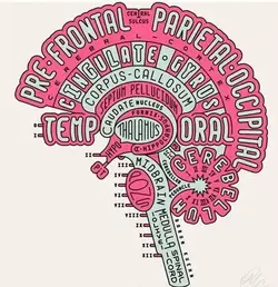 Second word graph showing parts of the brain