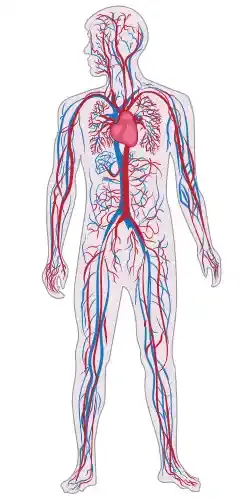 our circulatory system