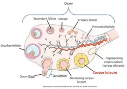 The corpus luteum.