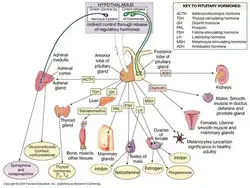 image showing detailed endocrine system