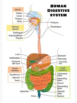 image showing the digestive system and its organs