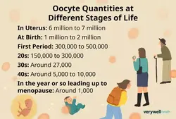 The amount of eggs in a person's ovaries through time