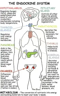 image describing the endocrine system