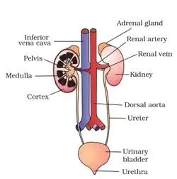 image of the components of the excretory system