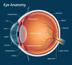 the structure of the eye