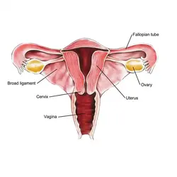 image showing the female reproductive organ