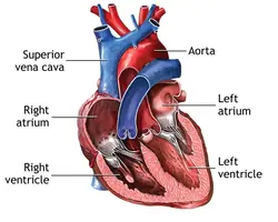 image showing a diagram of the heart as a cutaway