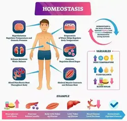 What organs and glands work with homeostasis