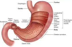 Image of the stomach