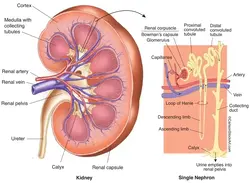 image of the kidney and how nephrons work