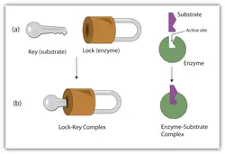 A lock and key diagram