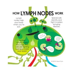 how the lymph node works