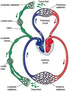 image showing the function of the lymphatic system