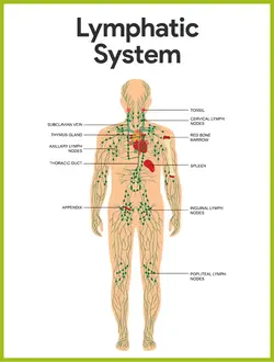 image showing the lymphatic system