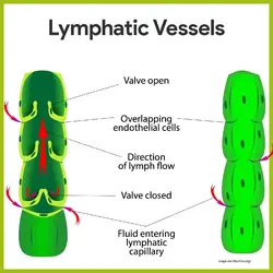 image showing the lymphatic vessels