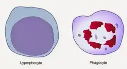 image of a lymphocyte and a phagocyte