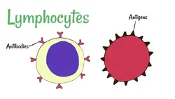 image showing the surface area of a lymphocyte and a pathogen