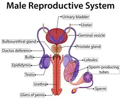 image showing the male reproductive system